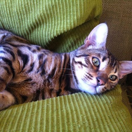 Bengaal liggend op een bank