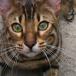 Vooraanzicht Bengaalse kat