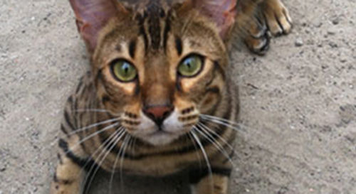 Vooraanzicht Bengaalse kat