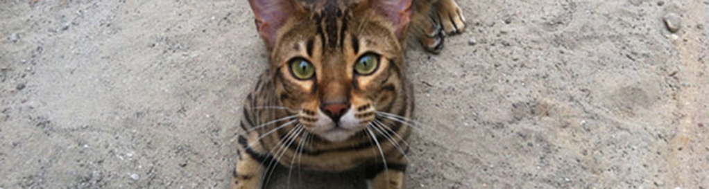 Vooraanzicht Bengaalse kat