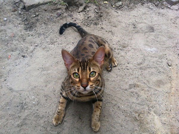 Bengaalse kat