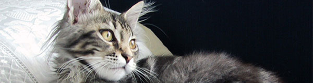 Zijaanzicht Maine Coon