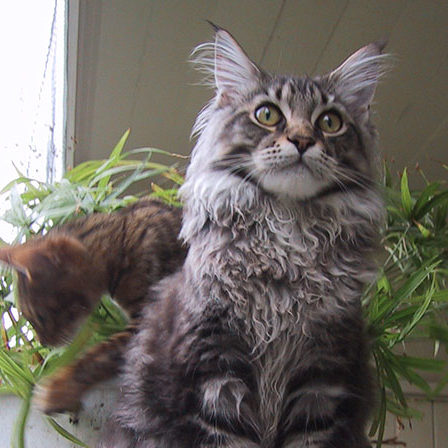 Imposante Maine Coon