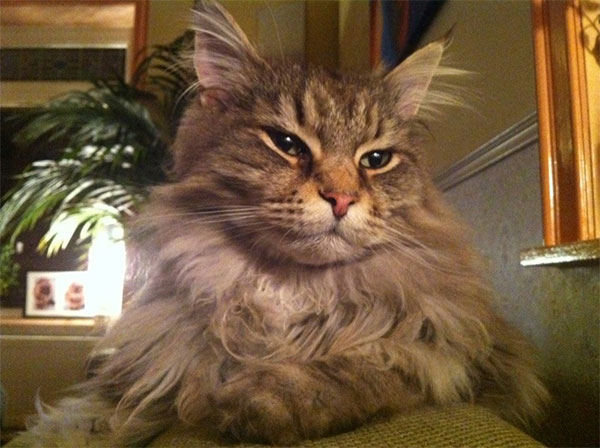 Maine Coon kat