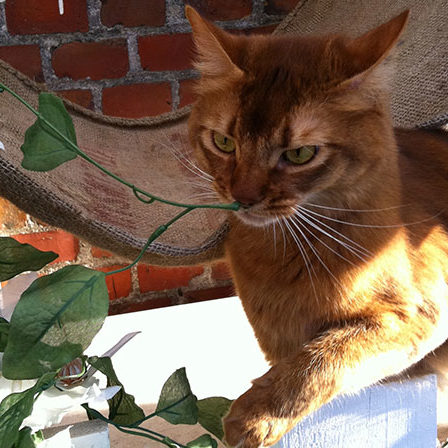 Somali ruikt aan een plant