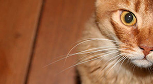 Vooraanzicht Somali kat