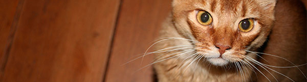 Vooraanzicht Somali kat