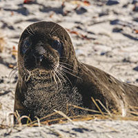 Een zeehond tussen alle katten